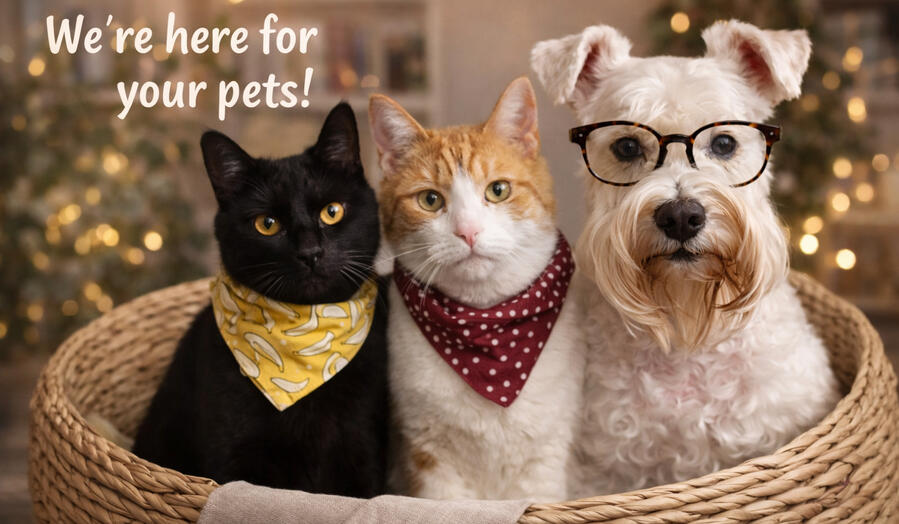 In-home drop-in visits & walks for cats + dogs Scottdale. Decatur. Avondale Estates Photo/video updates every visit. Same sitter (me) Background check available. Hours flexible by request !